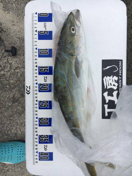 ラッキーハマチ