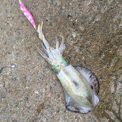 台風前の早朝エギング