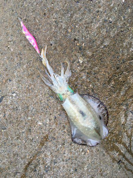 台風前の早朝エギング