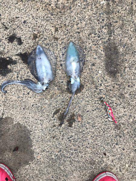 台風前にエギング