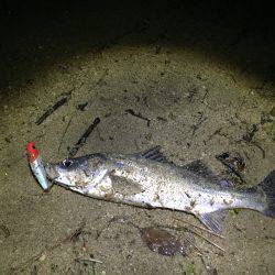 朝明川 シーバス