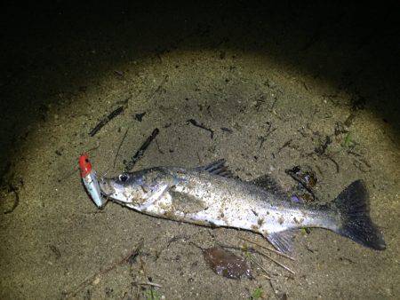 朝明川 シーバス