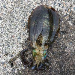 台風直前京丹後ランガンエギング