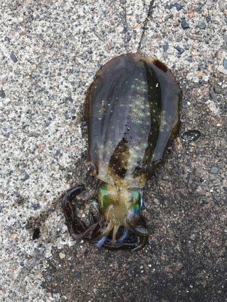 台風直前京丹後ランガンエギング