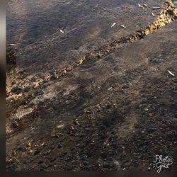 台風後青物調査