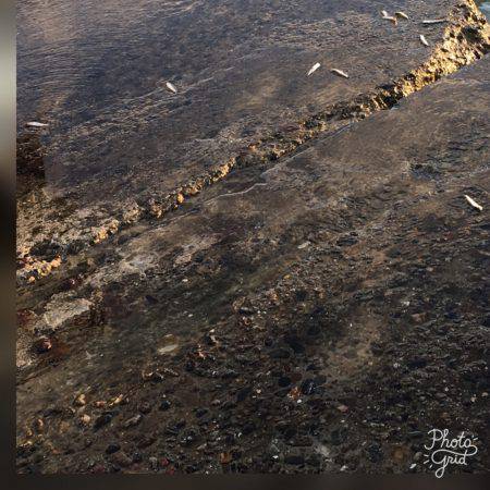 台風後青物調査