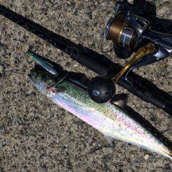 昼の地合いにて。