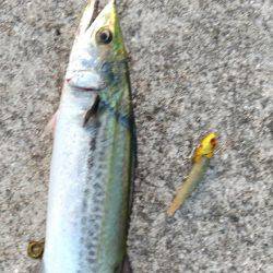 台風一過後のお祭りワッショイ