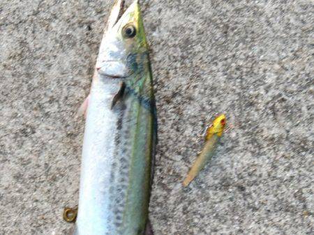 台風一過後のお祭りワッショイ