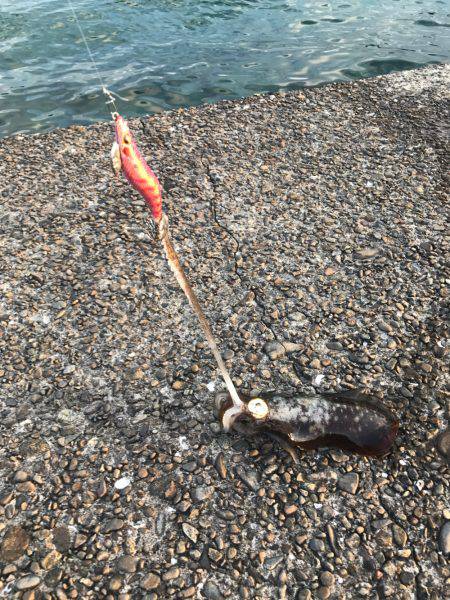 台風後のアオリイカ