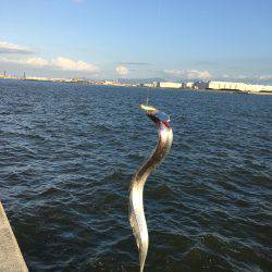 かもめ大橋 タチウオ