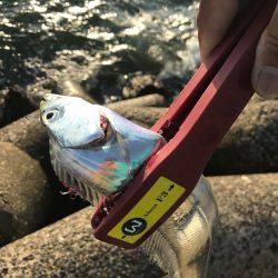 今日も調子に乗って!