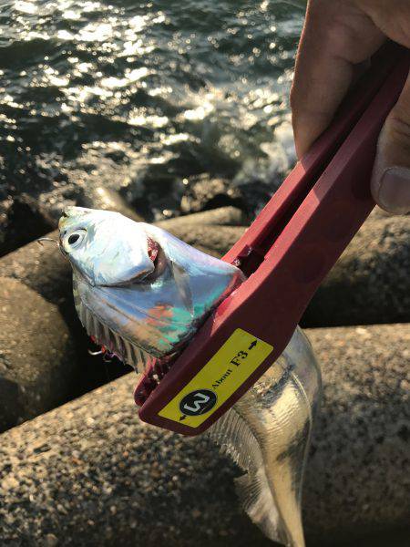 今日も調子に乗って!