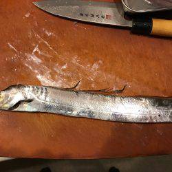 タチウオなかなか