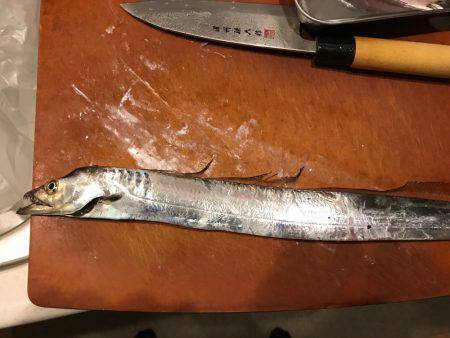 タチウオなかなか