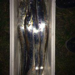 サビキ釣りとワインドでのタチウオ狙い