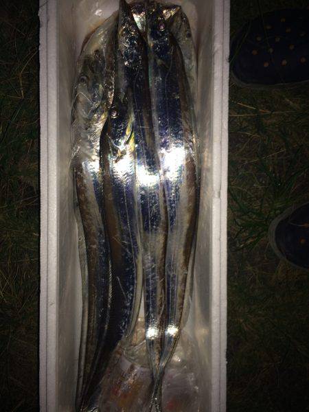 サビキ釣りとワインドでのタチウオ狙い