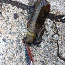 ほとんどアタリ無し