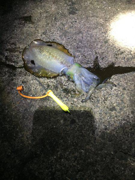 台風後のエギング