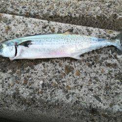 初太刀＆さごし