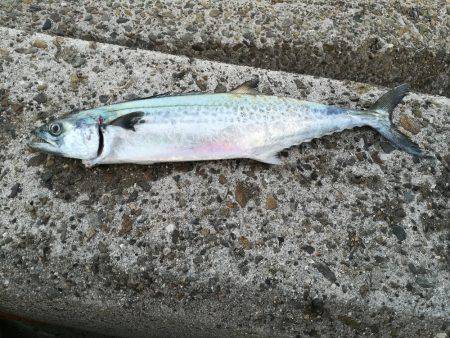 初太刀＆さごし