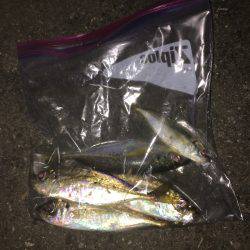 仲間とアジング