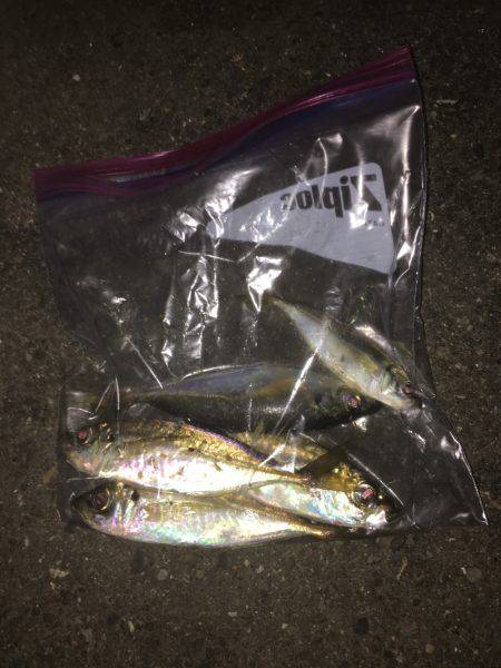 仲間とアジング