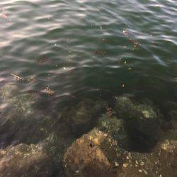 アジング、ワインド