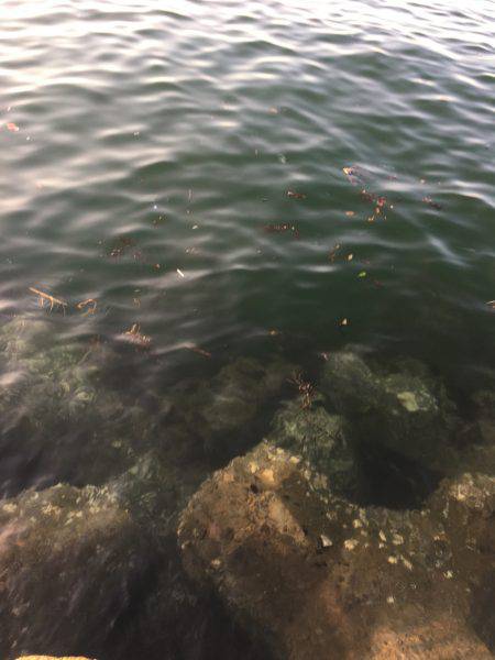 アジング、ワインド