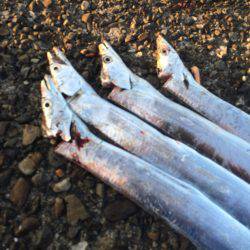 朝マズメ狙いで