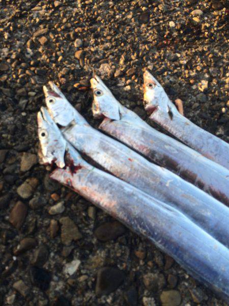 朝マズメ狙いで