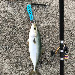 イカはいなかったよう。