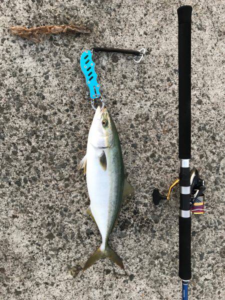 イカはいなかったよう。