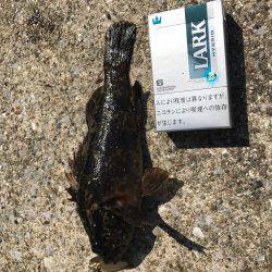 またまたガシラ