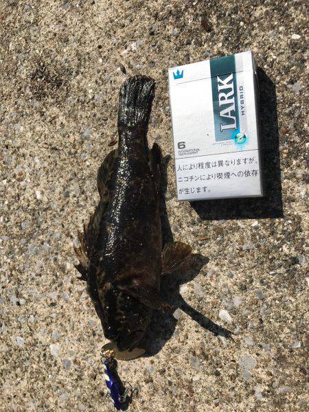 またまたガシラ