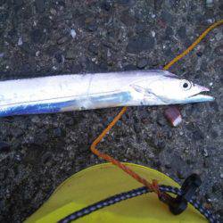 台風通過後タチウオ