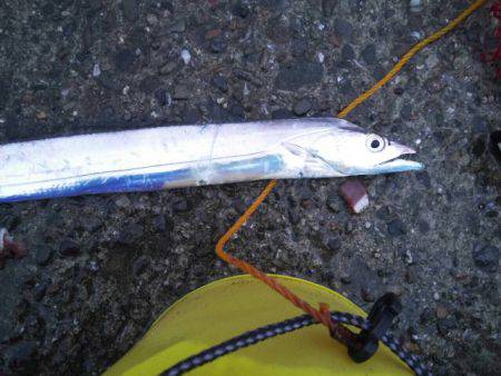 台風通過後タチウオ