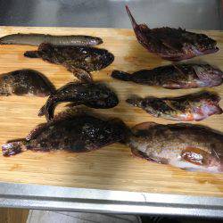 30cm超えアコウ！