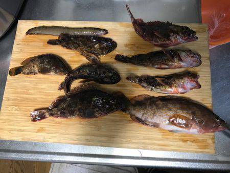 30cm超えアコウ！