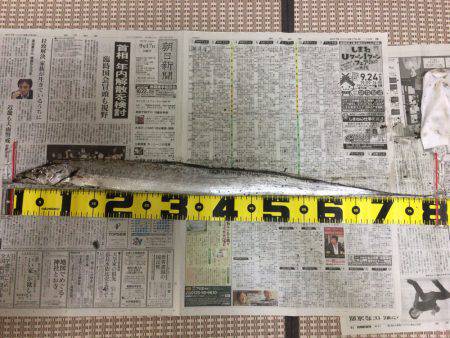 渋い中の良型太刀魚