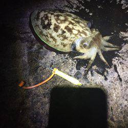 台風後の連日釣行