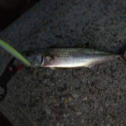 タチ・サゴ・ハマチ\( ‘ω’ )/