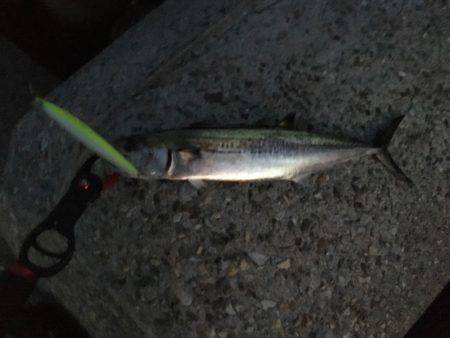 タチ・サゴ・ハマチ\( ‘ω’ )/