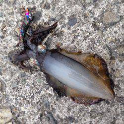 垂水漁港でエギング！！