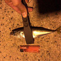 神戸周りアジング