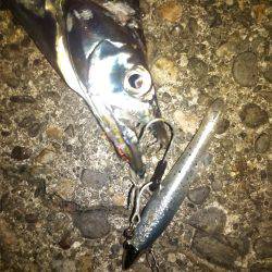 タチウオ&エギング