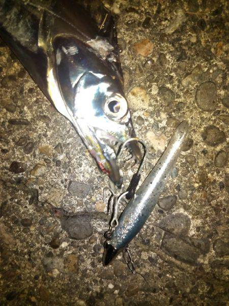 タチウオ&エギング