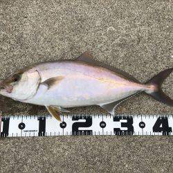 初青物ゲット！！