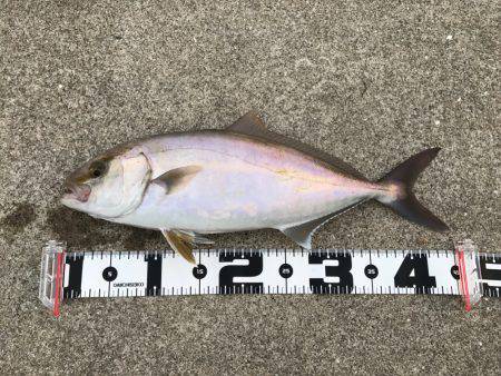 初青物ゲット！！