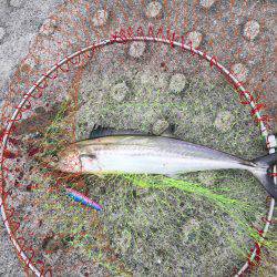 これからかな？